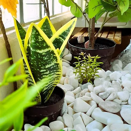 Appartement Rocha Sunny