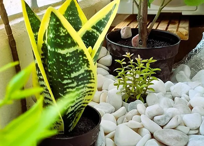 Apartmán Rocha Sunny