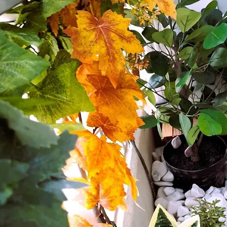 Rocha Sunny Portimão