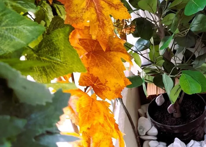 Rocha Sunny بورتيماو